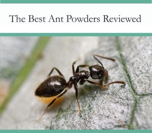 Best Ant Powders Tested and Reviewed
