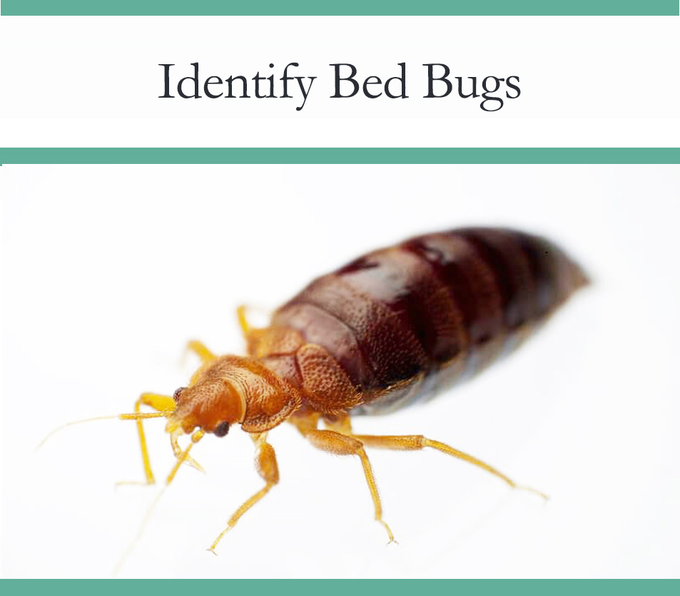 scabies bed bugs