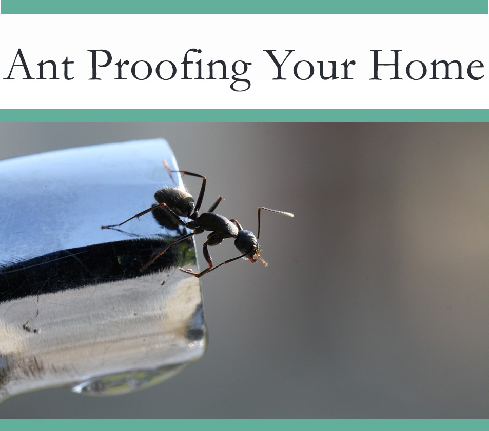 How To Ant Proof Your House The Pest Advice