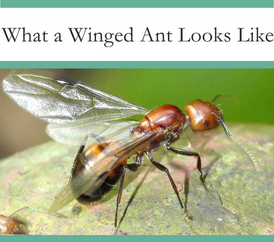 are termites born with wings