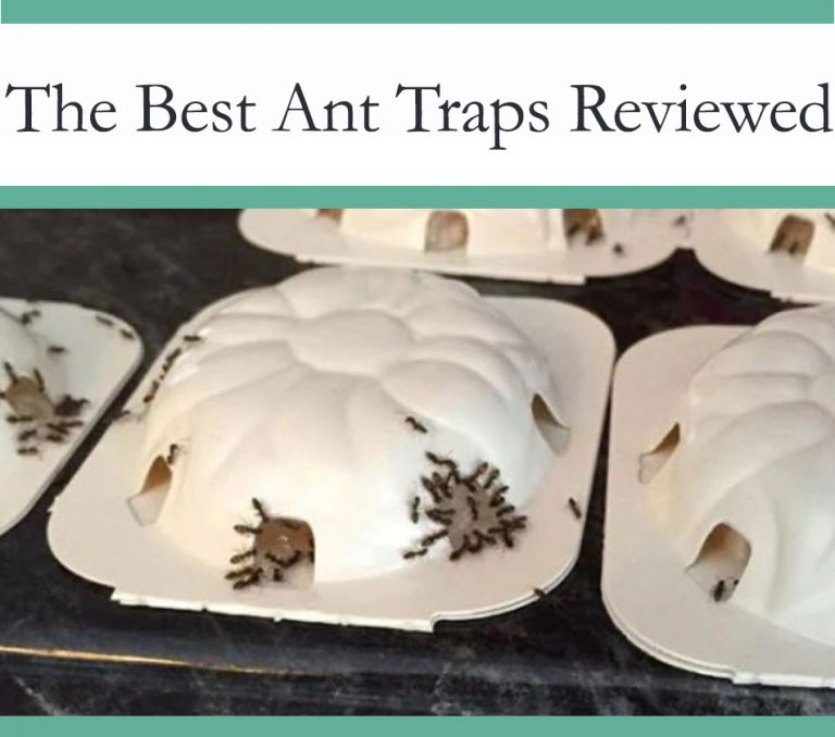 Best Ant Traps to get Rid of ants - 2021 Review - The Pest Advice