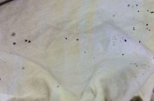 What Do Bed Bugs Look Like? - The Pest Advice