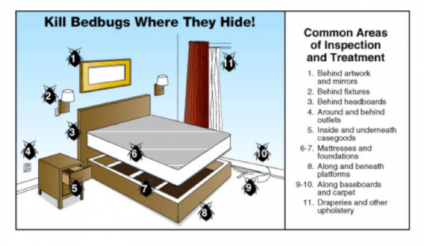 What Do Bed Bugs Look Like? - The Pest Advice