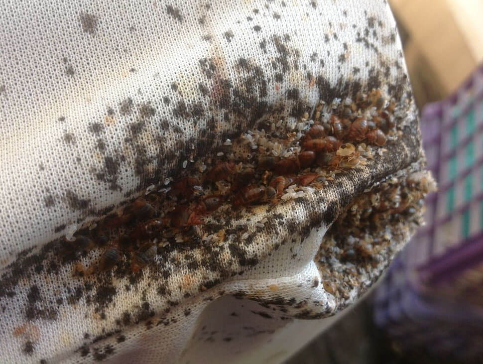 are bed bugs visible on a mattress