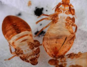 What Do Bed Bugs Look Like? - The Pest Advice