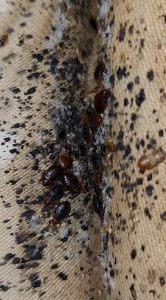 What Do Bed Bugs Look Like? - The Pest Advice