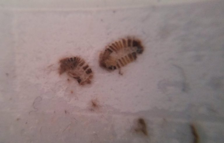 bugs that look like bed bugs