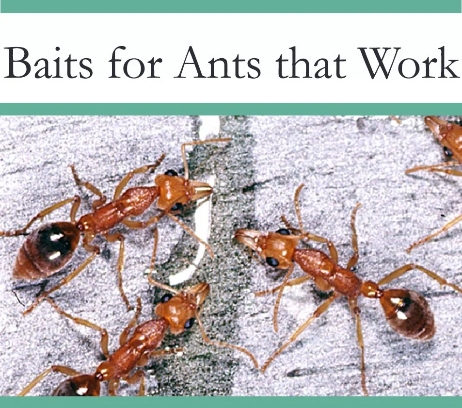 Best Bait for Ants - The Pest Advice