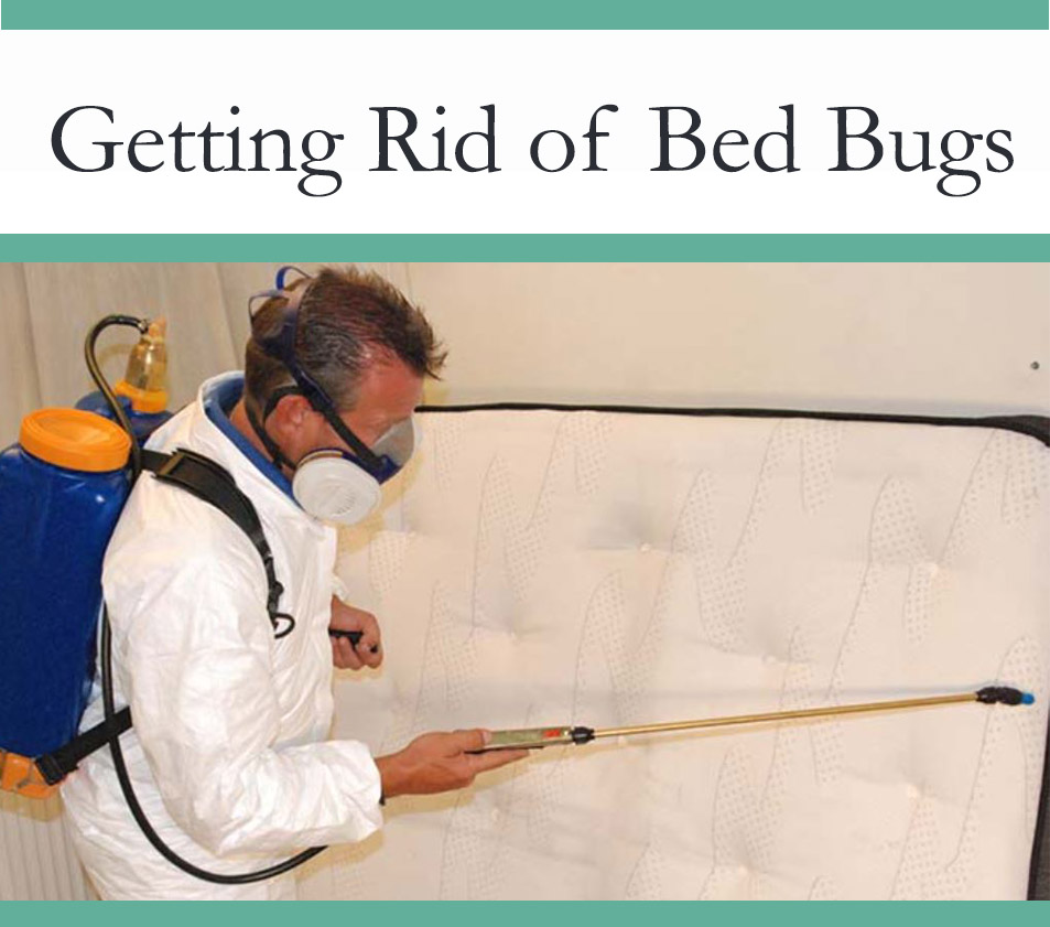 How to Get Rid of Bed Bugs The Pest Advice