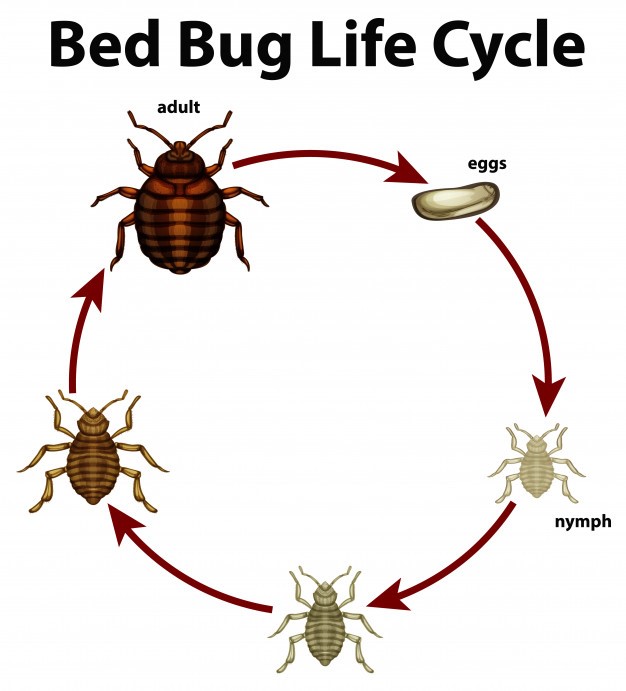 How to Get Rid of Bed Bugs - The Pest Advice
