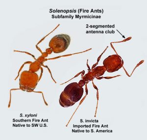 How To Get Rid Of Fire Ants - The Pest Advice