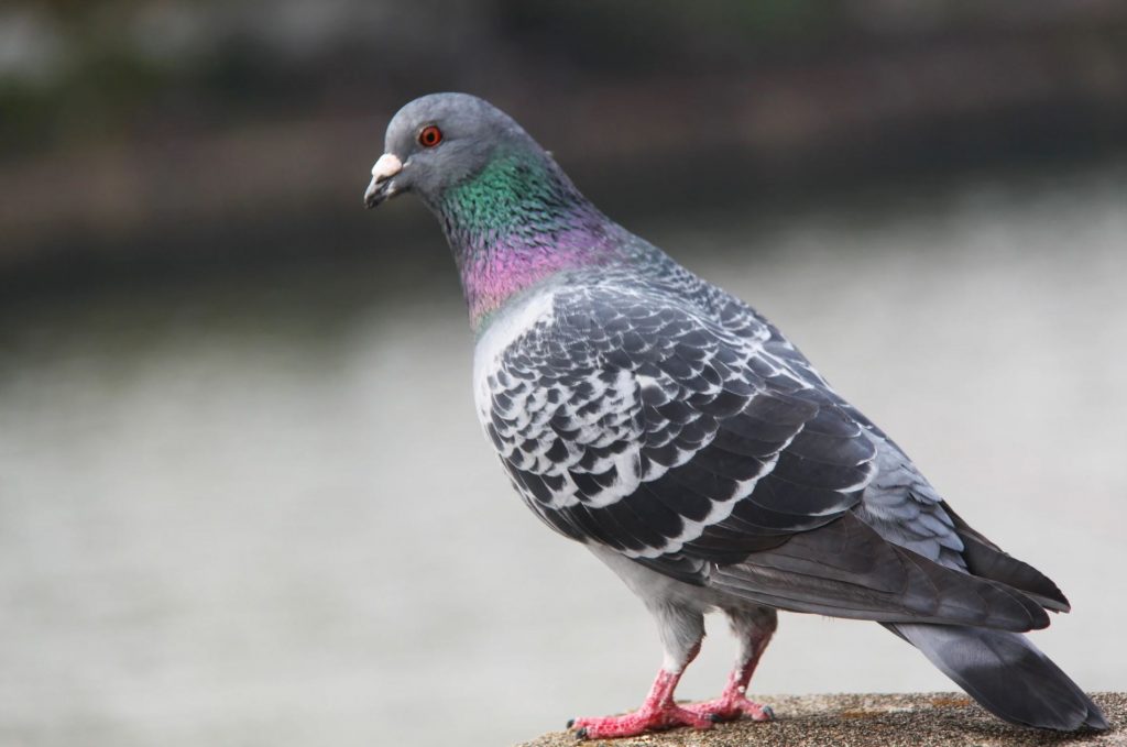 Managing Pigeon Populations