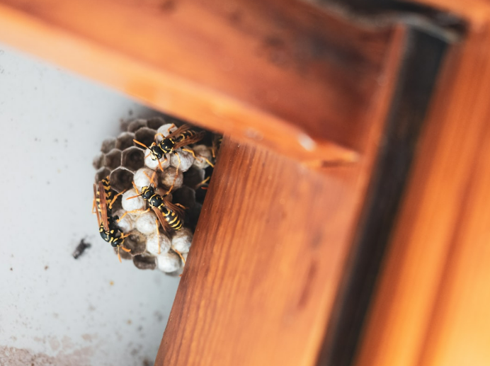 How to Minimize Pest Risks