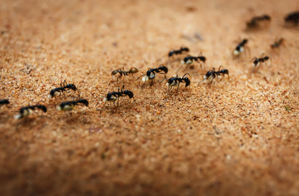 common household pests